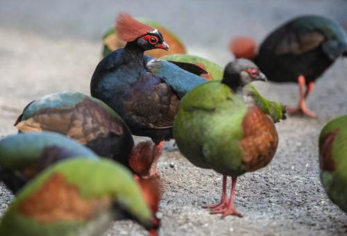 Roul roul birds